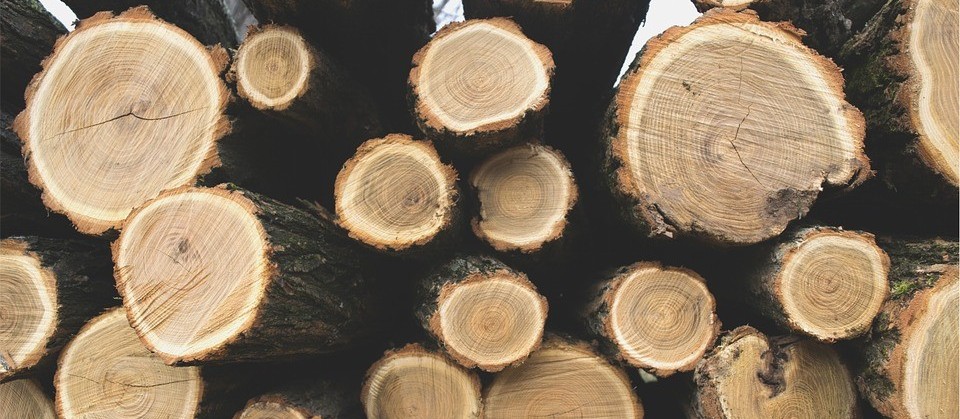Produtos florestais brasileiros são destaque nas exportações