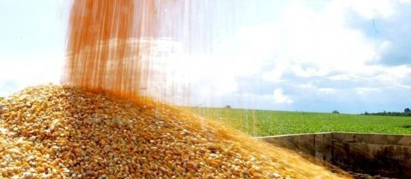 Colheita nos EUA e clima da América Latina deve motivar alta no mercado do milho