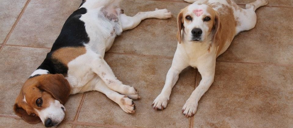 UEM é multada por maus-tratos a beagles usados em pesquisas