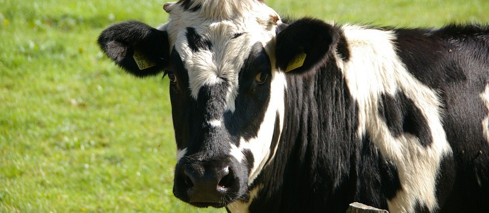 Vaca gorda custa R$ 132 a arroba