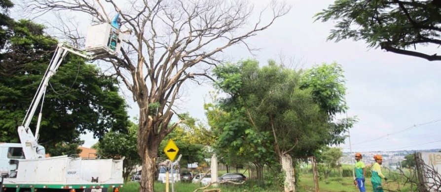 Maringá tem 14 mil pedidos para cortes de árvores