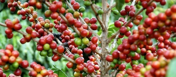 Café custa R$ 6,90 kg na região de Maringá
