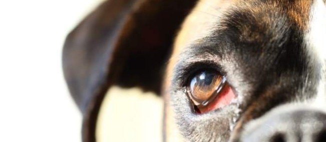 Três sinais de que seu pet pode estar com alguma doença nos olhos