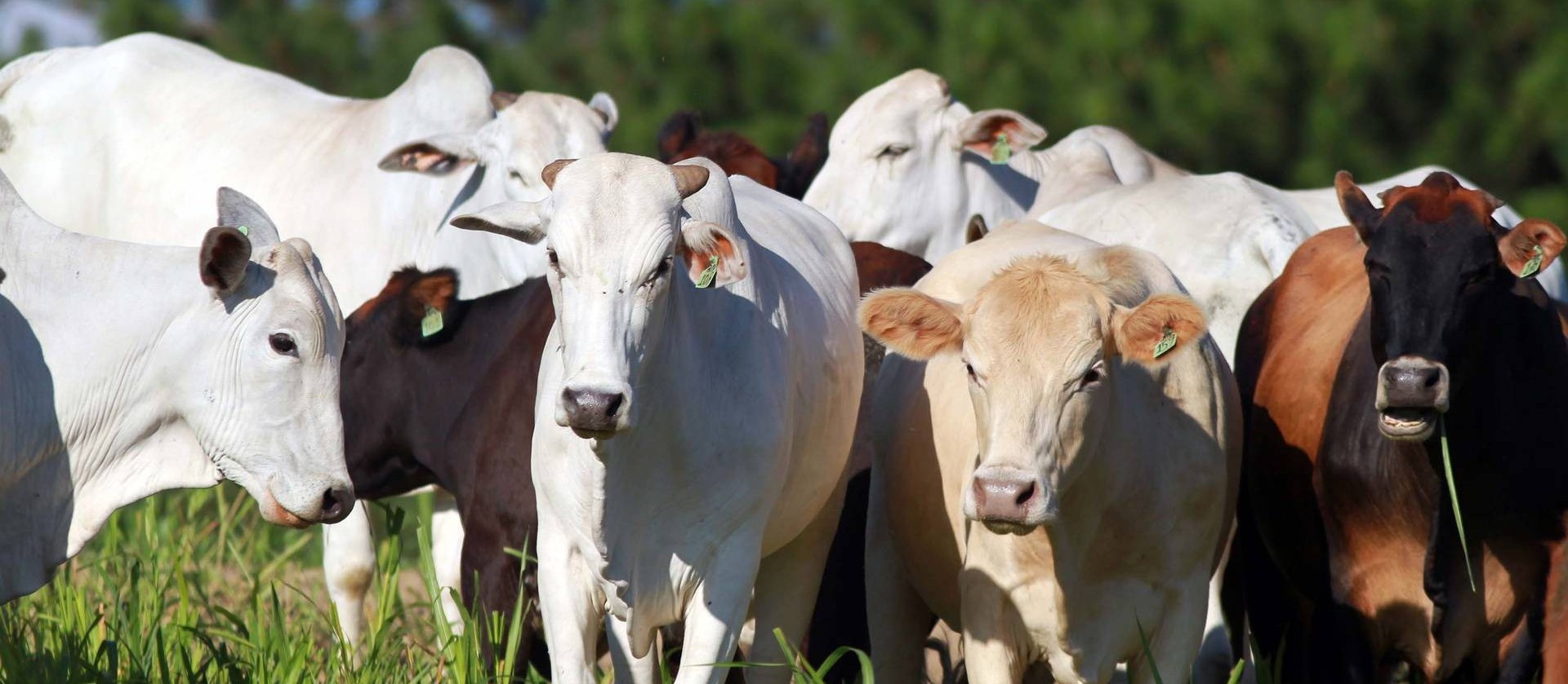 Preços da arroba de gado começam a recuar nas principais praças