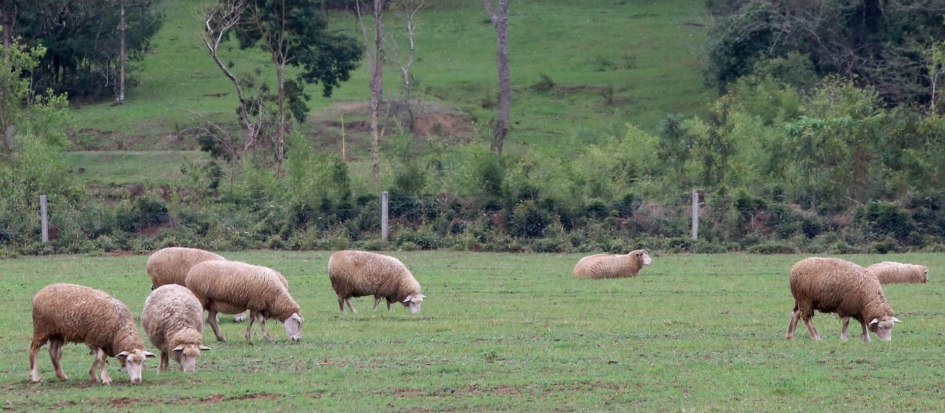 Preço de carne ovina não acompanha alta de outras espécies no 1º semestre