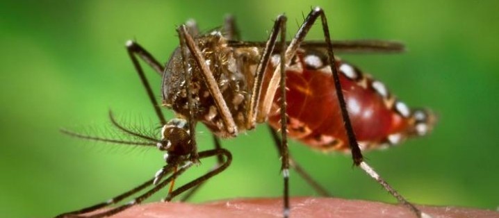 Maringá registrou seis vezes mais mortes por dengue no período 2019/2020 do que o anterior