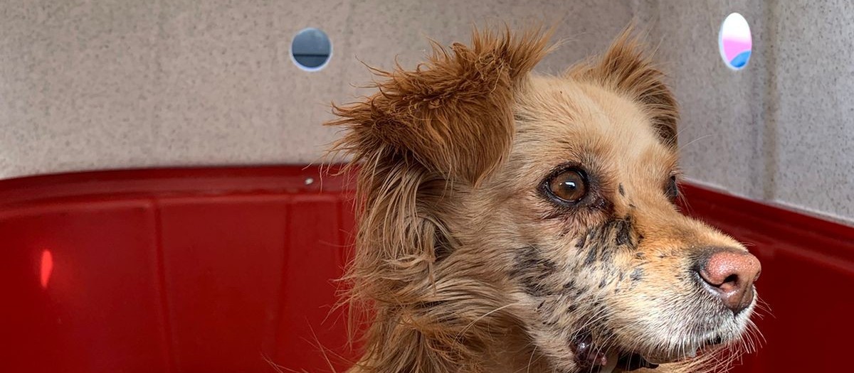 Cão é resgatado ferido no Conjunto Requião; multa é de R$ 4 mil 