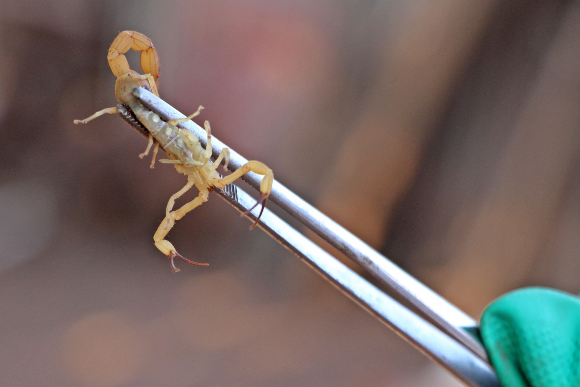 Sobe para três o número de crianças picadas por escorpiões na região de Cianorte