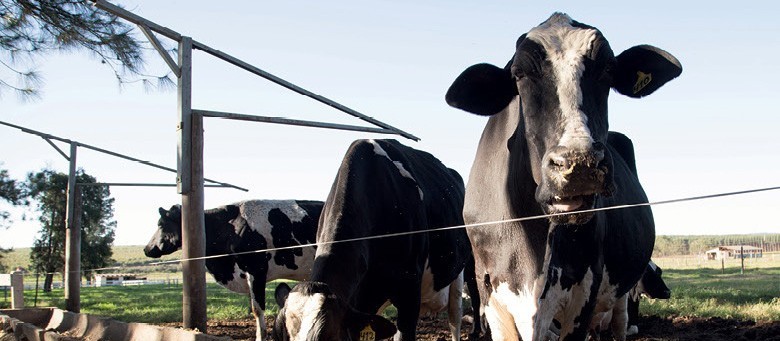 Vaca gorda custa R$ 142 a arroba em Maringá