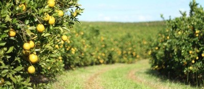 Safra de laranja no Paraná é 30% maior que a safra passada