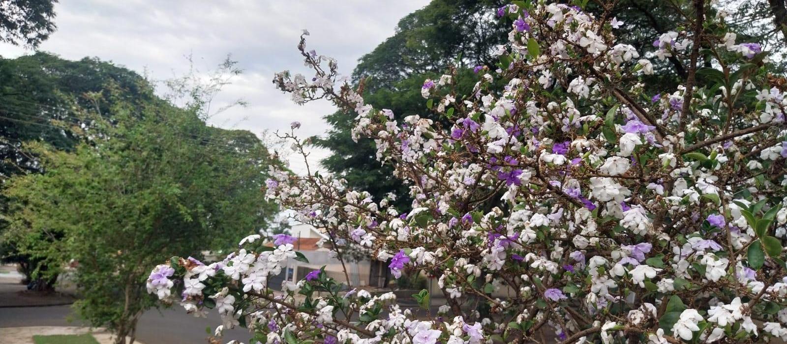 Confira a previsão do tempo para este sábado (13) em Maringá
