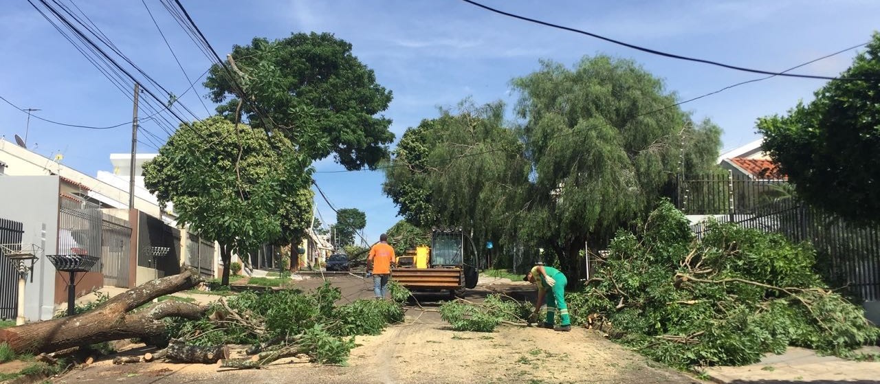 Quase 220 árvores caíram em Maringá no último temporal