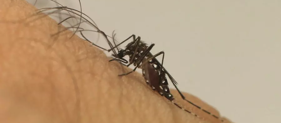 Boletim semanal da dengue confirma mais 18 casos em Maringá; total chega a 163