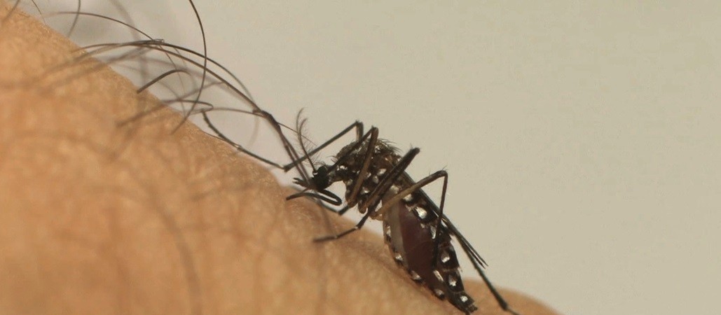 Mulher é o décimo óbito de dengue em Maringá