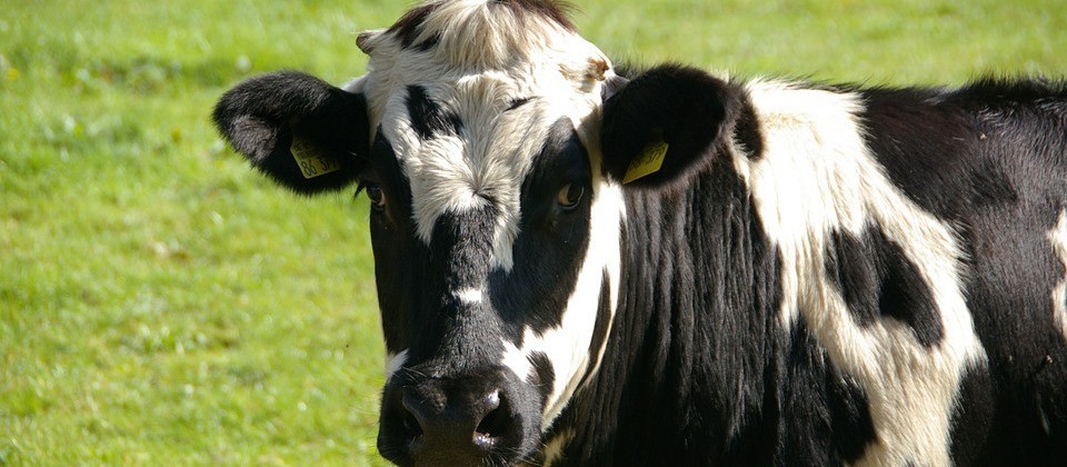 Vaca gorda custa R$ 132 a arroba em Maringá