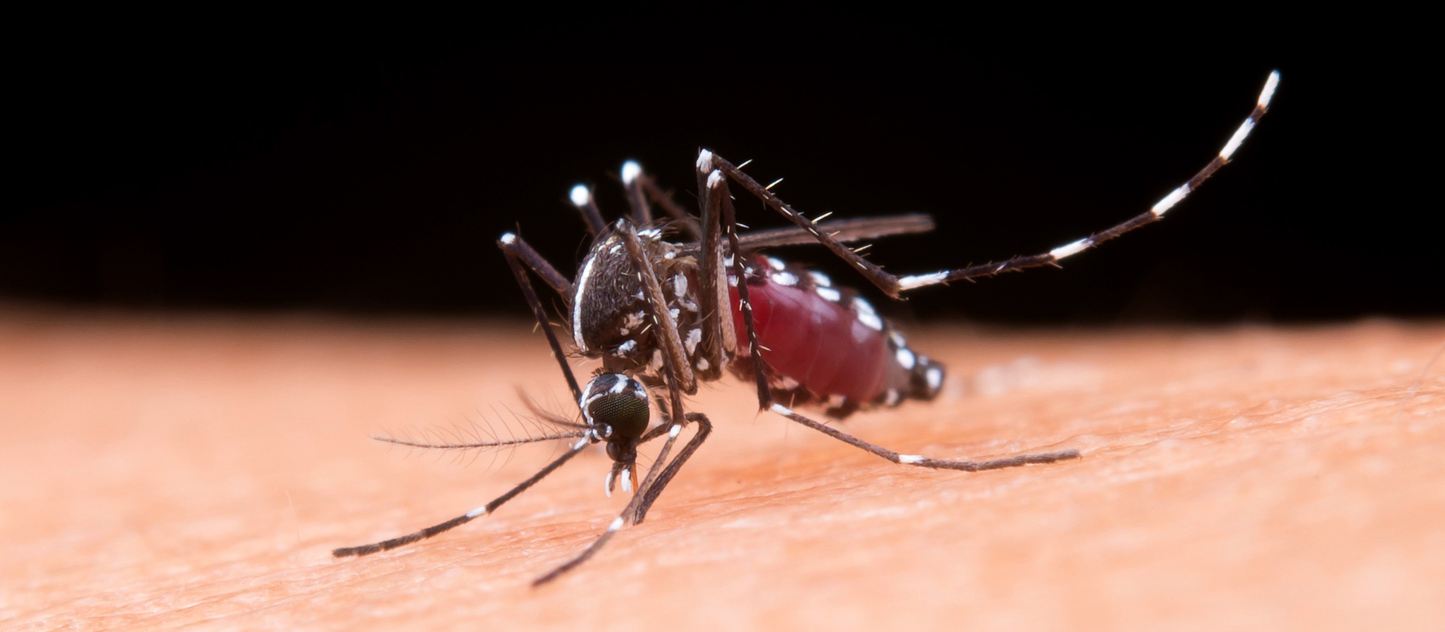 Maringá confirma seis casos de dengue em uma semana