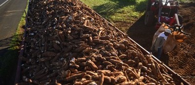 Tonelada da raiz de mandioca custa R$ 400 em Campo Mourão e Umuarama 