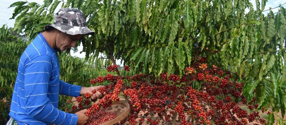 Colheita do café chega a 73% no Paraná