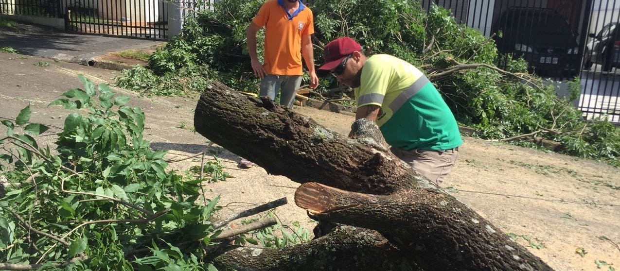 Quatro dias após temporal, Maringá contabiliza 272 árvores caídas