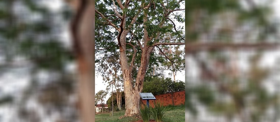 Homem é multado em R$ 10 mil reais por arrancar casca de árvore