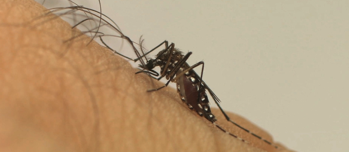 Faep/Senar-PR prepara campanha de conscientização contra dengue