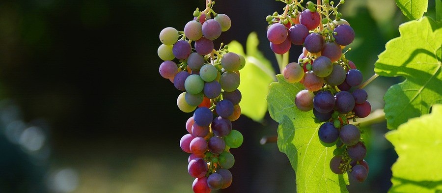 Consumo de uva cai em média 30% durante temporada de frio
