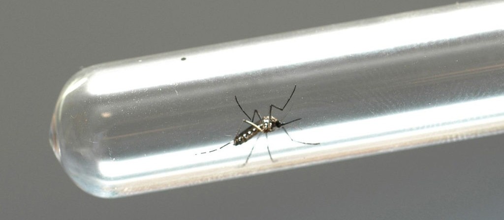 Maringá chega a 583 casos confirmados de dengue