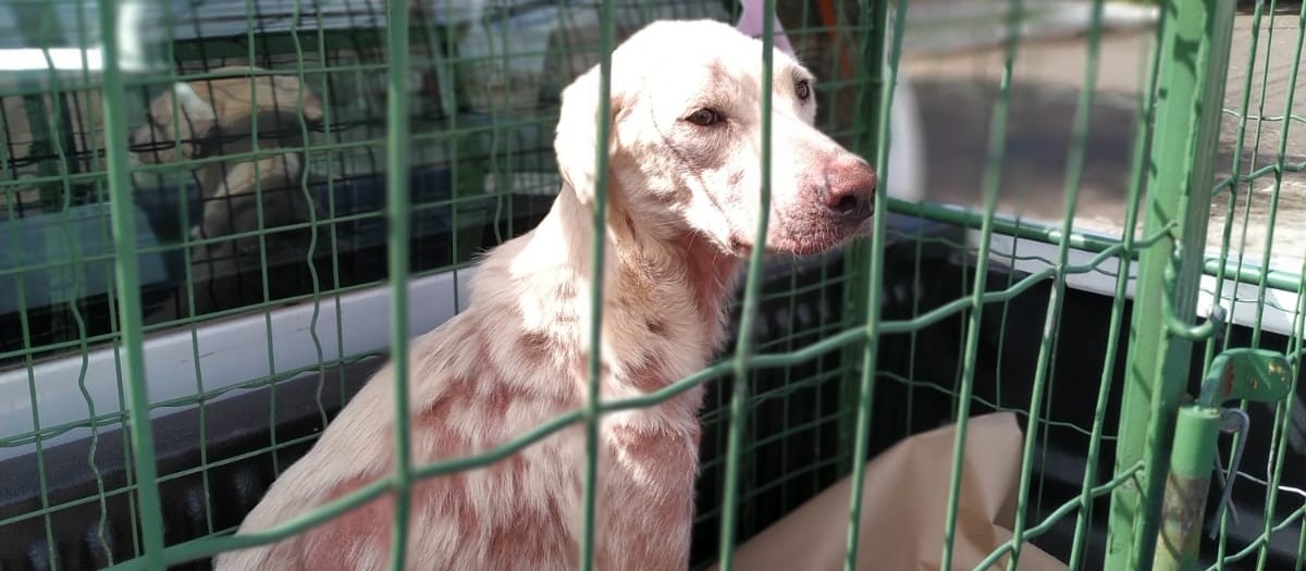 Polícia Civil e Bem-Estar Animal resgatam 9 cães em situação de maus-tratos