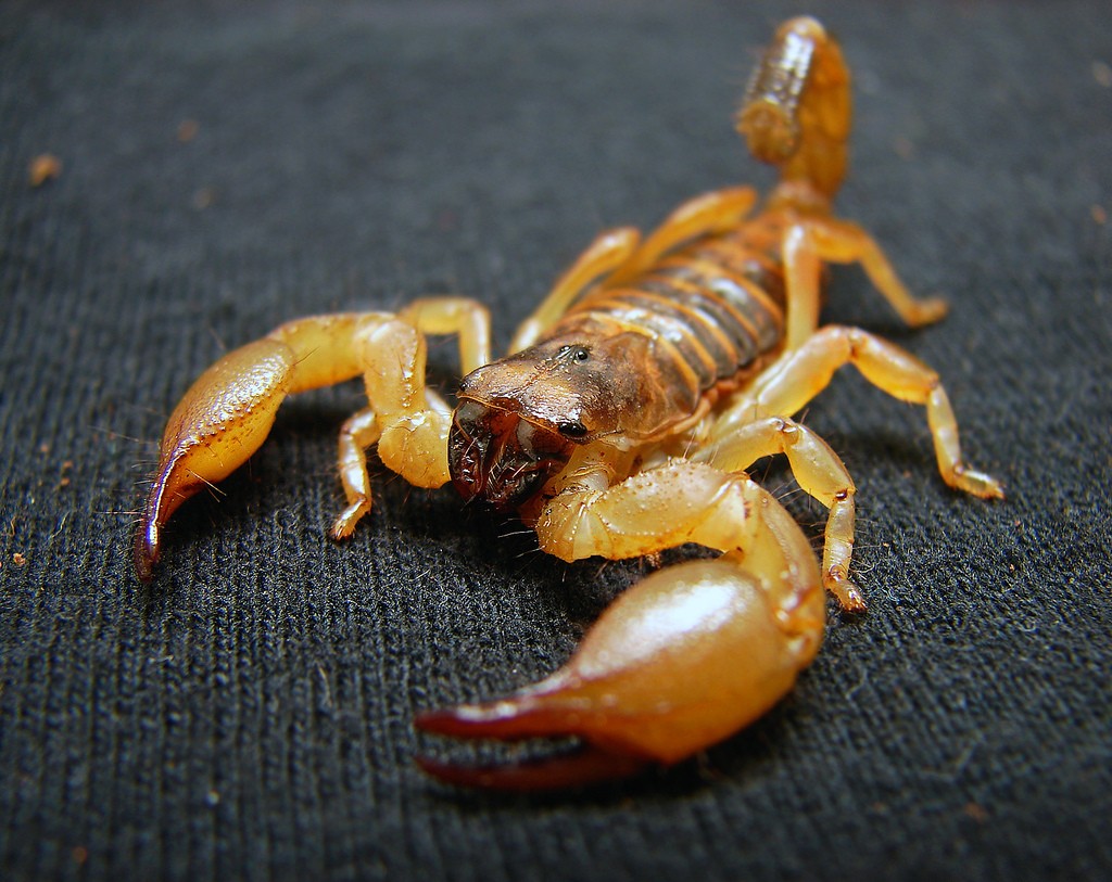 Aumentam reclamações de aparecimento de escorpiões amarelos em bairros de Maringá