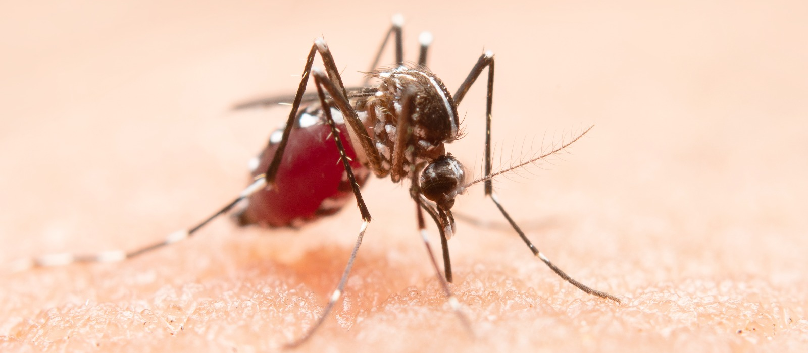 Maringá soma 4.162 casos de dengue e 13 mortes
