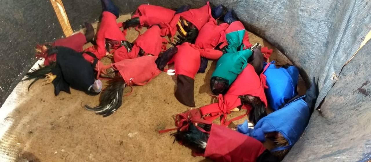 Mais de 20 apostadores são detidos em rinha de galo na região de Apucarana
