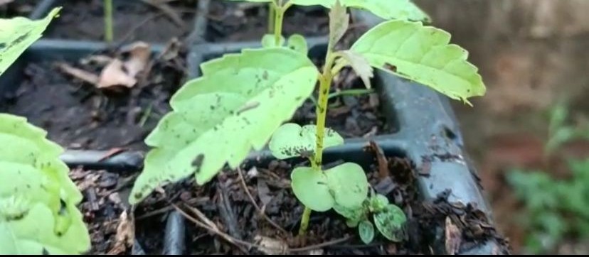 Sarandi coleta sementes de árvores nativas para o berçário de mudas