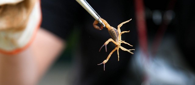 Epidemiologia registrou 32 acidentes com escorpiões este ano em Maringá