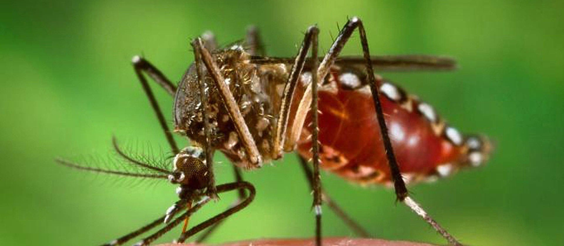  Maringá e Itambé têm mais casos de dengue na área da 15ª Regional de Saúde