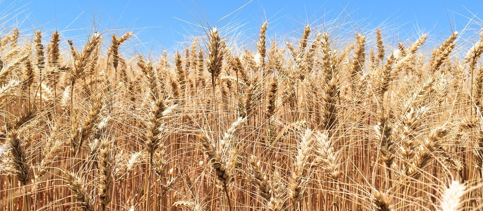 Aumento na área de produção do trigo reduz preços na primeira safra