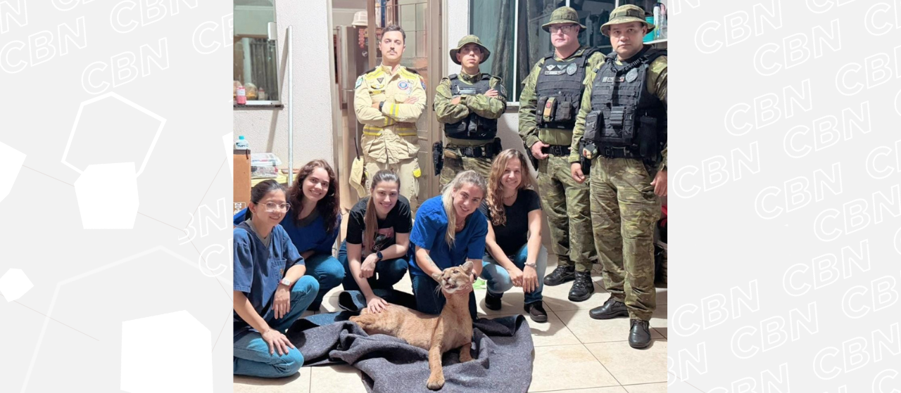 Moradores encontram onça-parda dentro de casa em Maringá