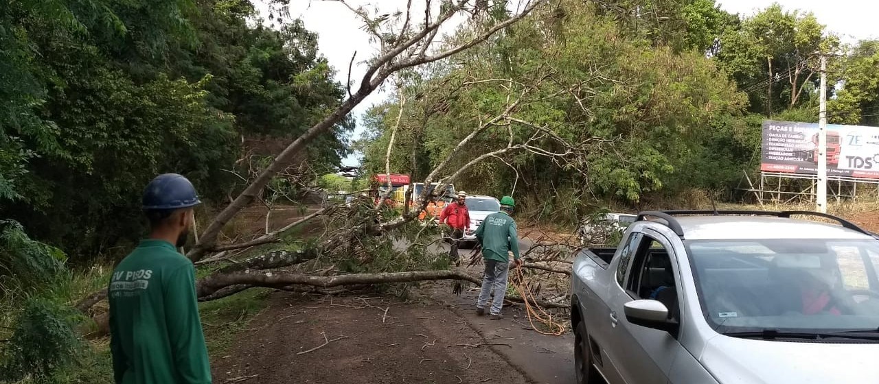 Árvore de grande porte cai na PR-317, no trevo de Iguaraçu