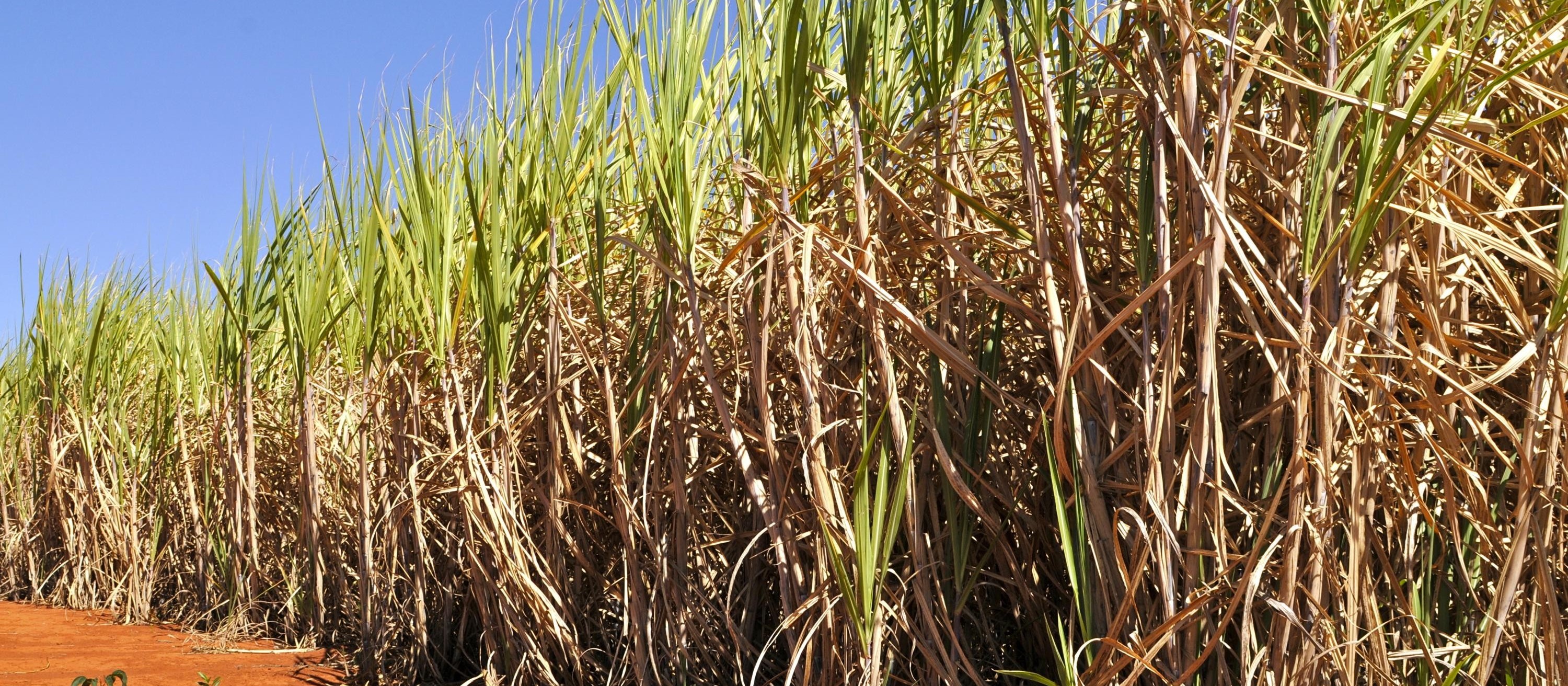 País confirma recorde na produção de etanol: 35,6 bilhões de litros na safra 2019/20