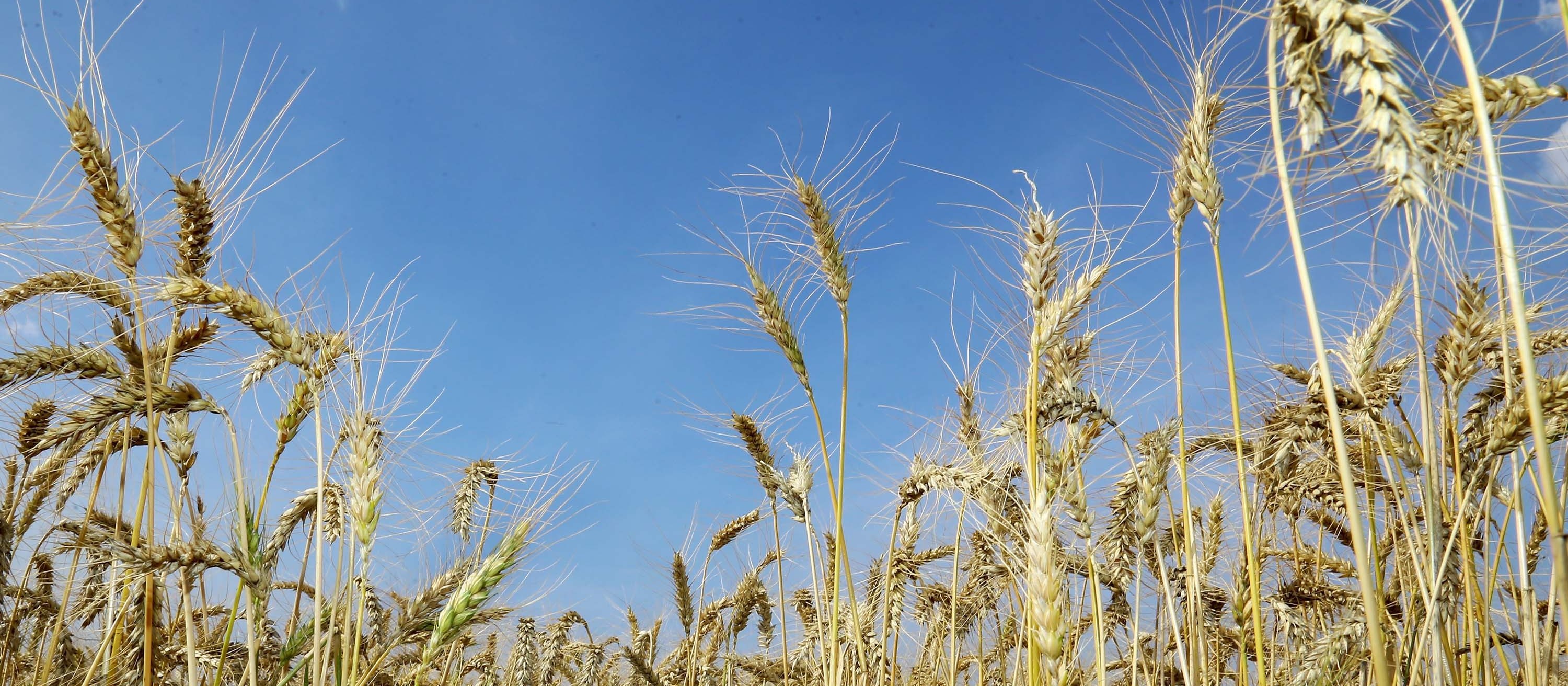 Brasil testa trigo transgênico que é resistente à seca 