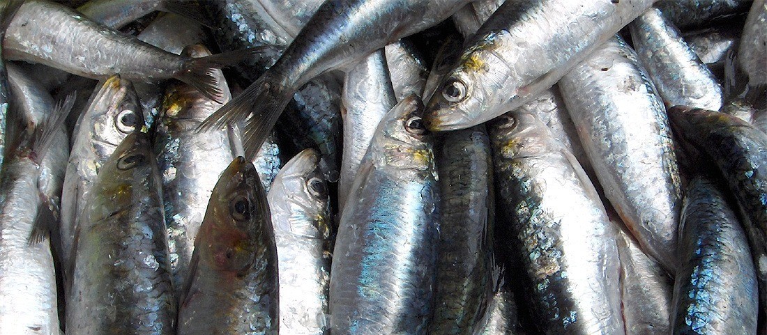 Pesquisa aponta variação de até 327% no preço dos pescados