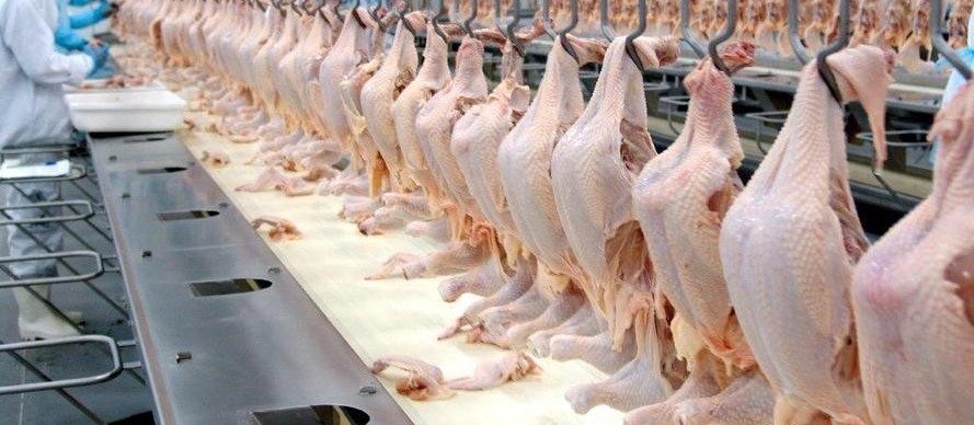 Exportação brasileira de carne de frango sobe 16%