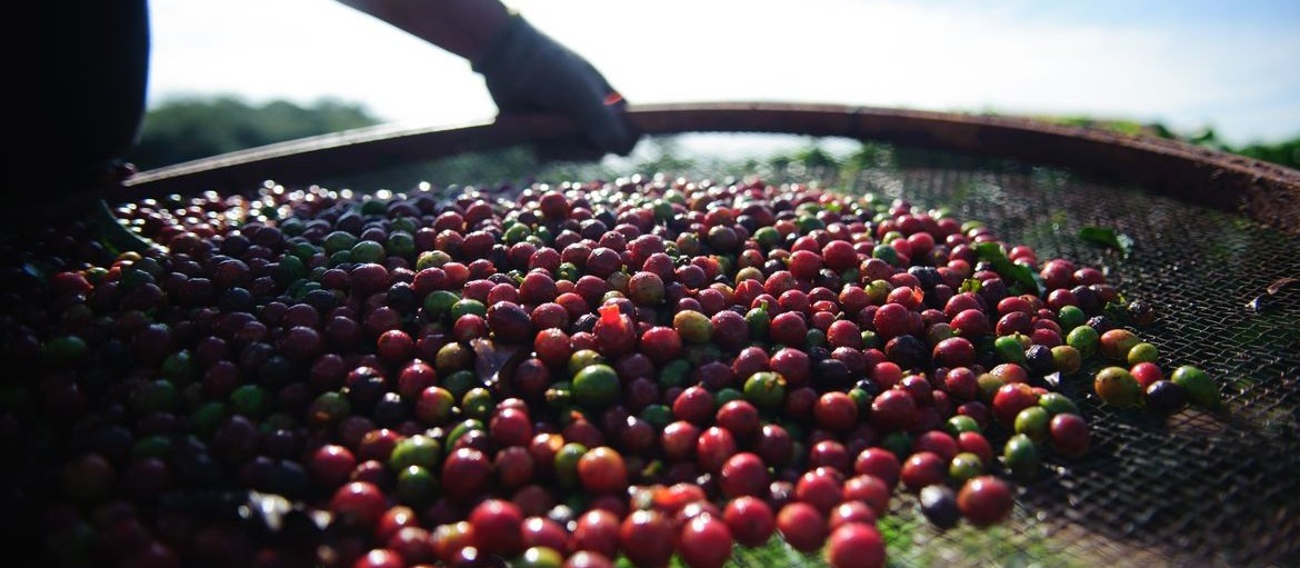 Produção está abaixo do consumo mundial de café
