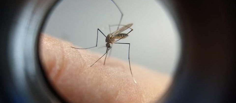 Maringá confirma quase 50 novos casos de dengue