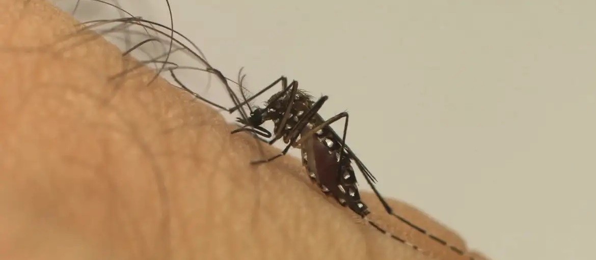 Maringá é a 2ª regional do Paraná com mais notificações de dengue