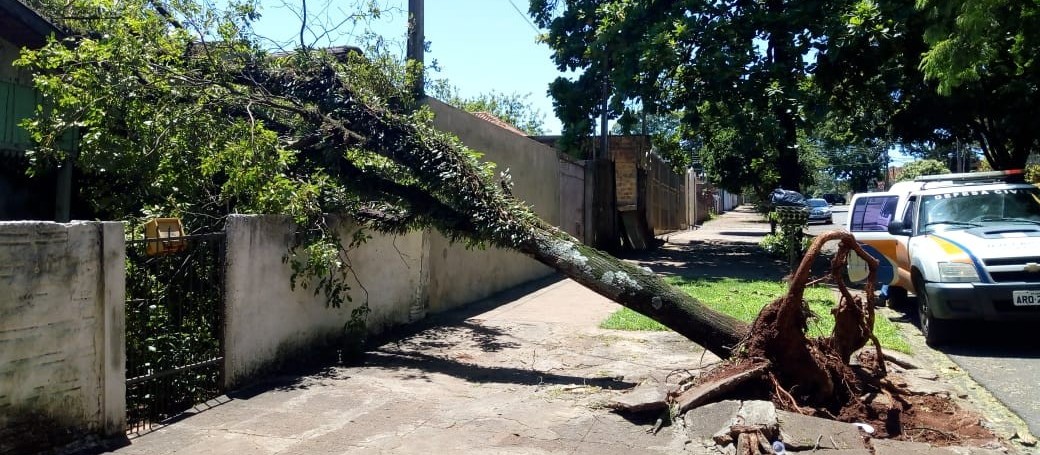 Maringá já gastou R$ 322 mil em indenizações por conta da queda de árvores