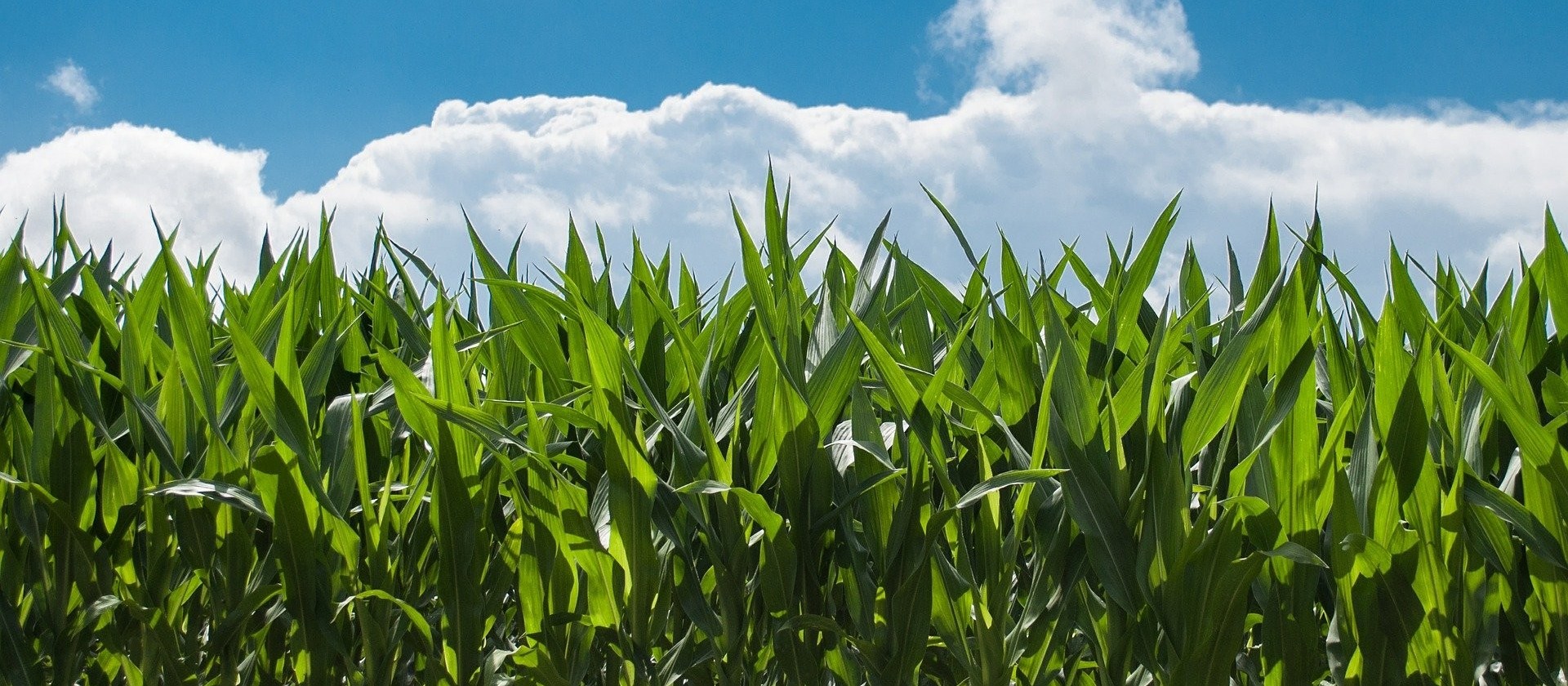  Sistema inédito de produção de grãos reduz riscos de plantio do milho safrinha