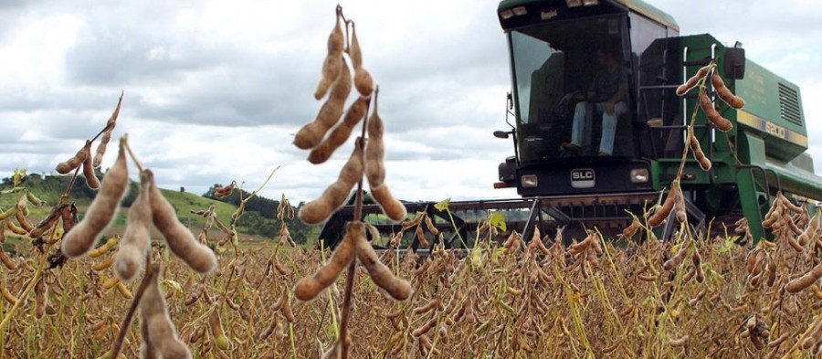 Produção de soja no Paraná reduz 14%