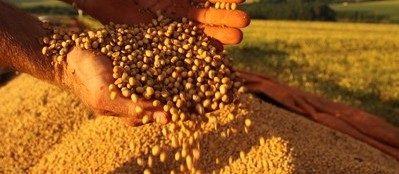 Preço da soja voltar a subir no mercado brasileiro 