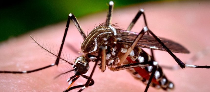 Maringá registra primeiro caso de dengue no período epidemiológico