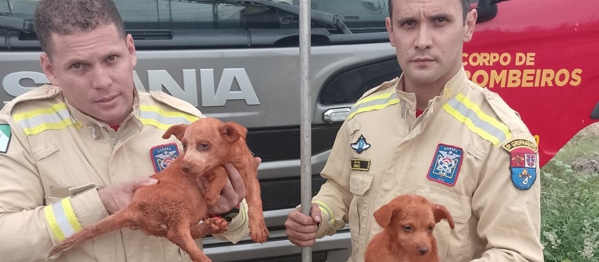 Bombeiros resgatam cães em buraco e ave presa em semáforo